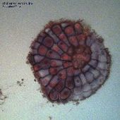 THOLLEM/OLIVEROS/CLINE-Molecular Affinity