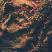 DIABLO IN ALPUJARRAS-s/t (col)